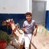 hamodyb7