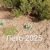 prostoigrau_official248