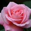 lindaloulou23042001