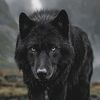 blackwoalf4