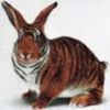 bunnyfoofoo96