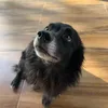 pivetgames