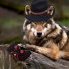 el_lobo_gamer33