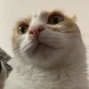 tapok_136
