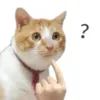 user_xuanbao2012