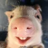 RockPig🤟🏻🐽