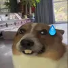 loihhhhaj