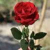 ali._2898