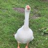 your_regular_goose