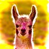 demon__llama