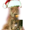 alanpincha2