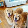 runningwithgoldens_