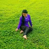 nangba68