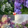 bekishevva_55