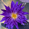 c.chua6868