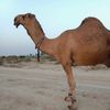 siddiq7839