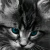 qurbonaliev__ff