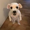 dogotioia