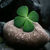 luxury.wallpapers2024