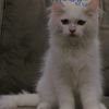zahraa.zuhair33