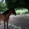 jozsef.elekes