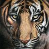 eltigre.quintanilla