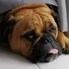 henriquekrc2