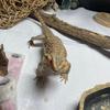 bearded_dragon57