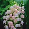 hoa.thachlam