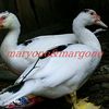 zamroni.roni06
