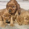 dogtraining2024