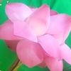 phoekyaw697