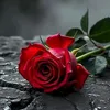 omarbkry20
