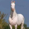 dogar33335