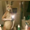 alex_el_canguro