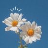 daily_dishy