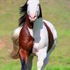 user4141420082508