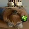 jojobesta