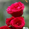 zxbcj39