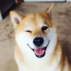 mrdoggo02