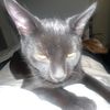 cody31_303
