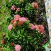 farjana.akter4058
