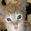 ookaaakk