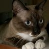 catkumrai
