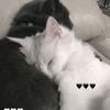 nay52704