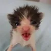 kaelakebab2.0