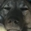 strumpkatten