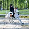 juliette_horses