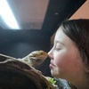 bearded.dragon.cl