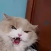 emojicat_heat1.1